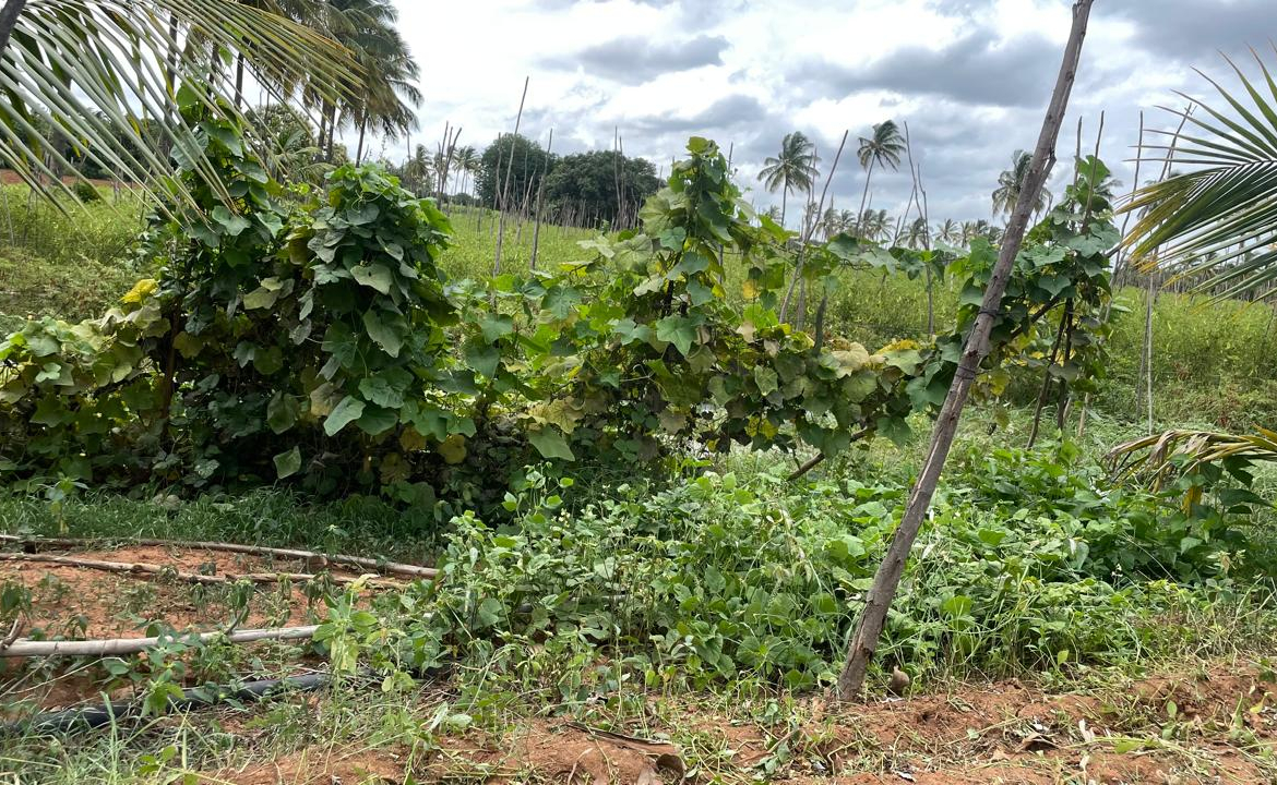 Commercial Land Bangalore