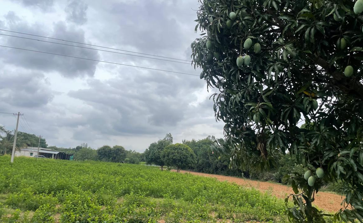 Farmland Bangalore