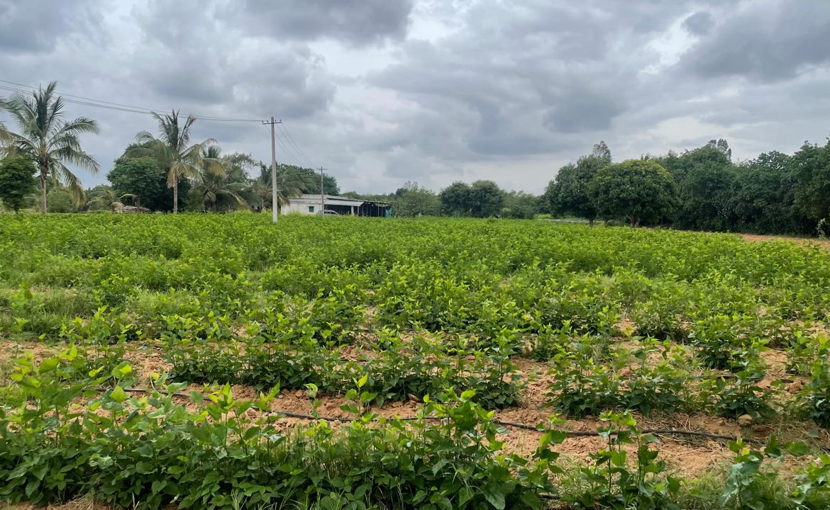 Farmland Bangalore