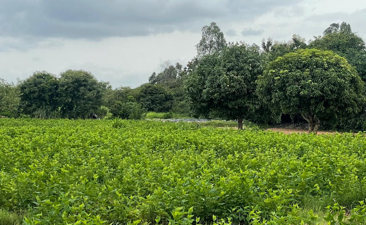 Farmland Bangalore