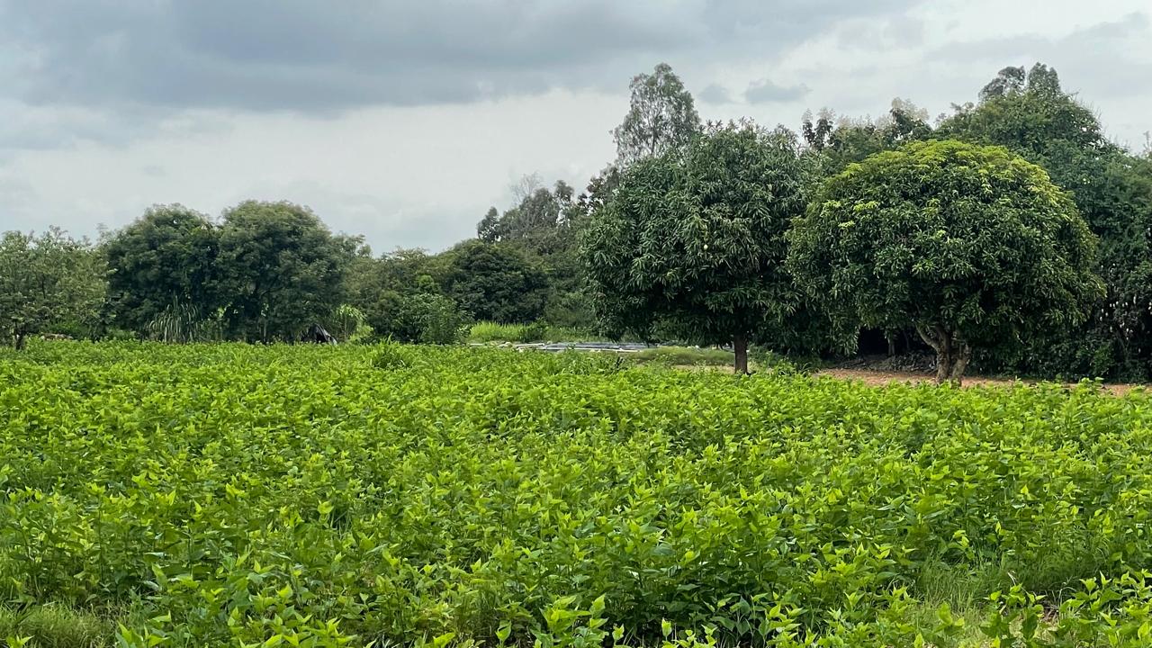 Farmland Bangalore