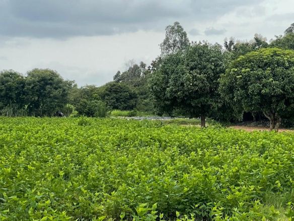 Farmland Bangalore
