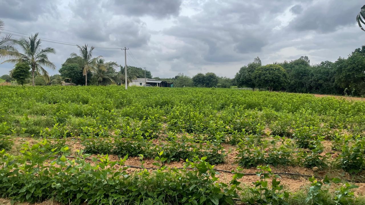 Farmland Bangalore