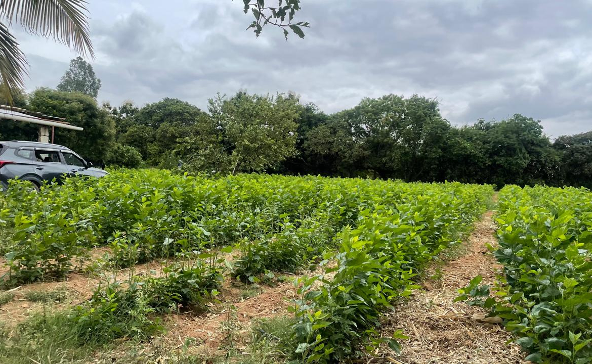 Farmland Bangalore