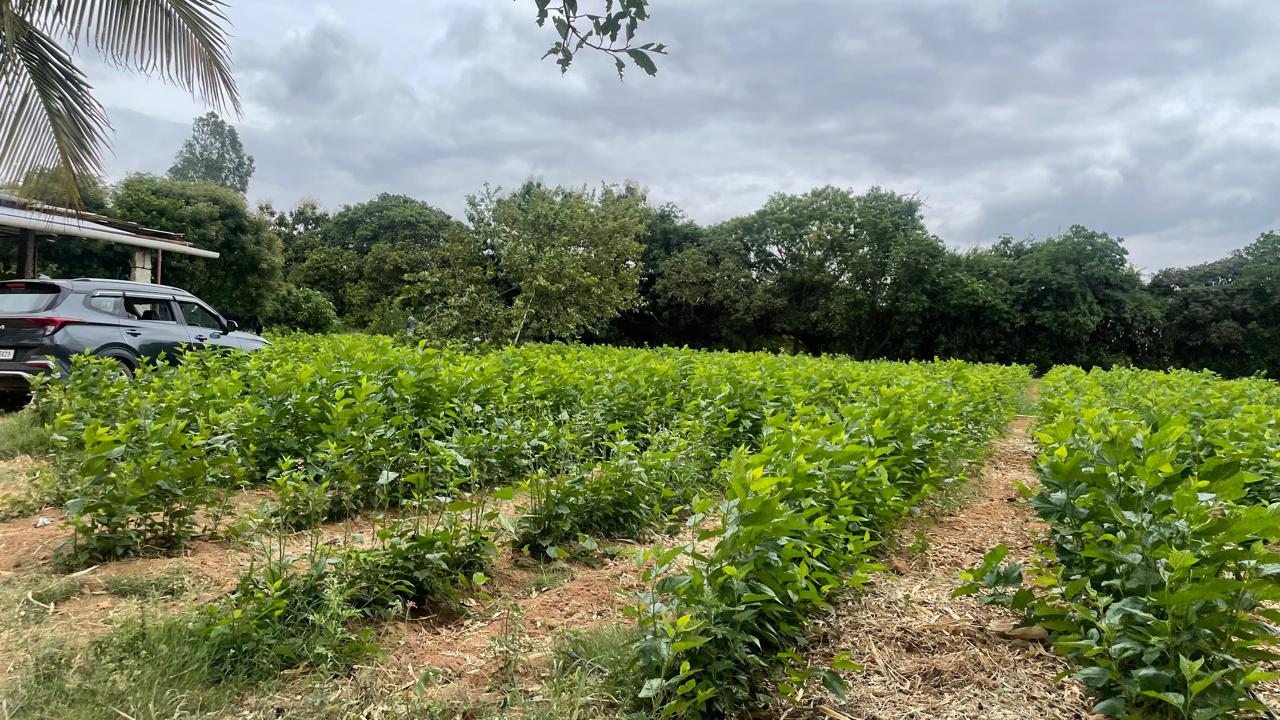 Farmland Bangalore