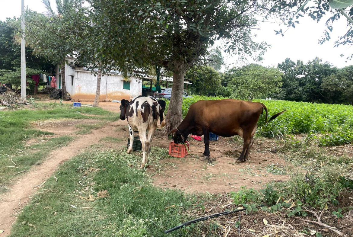 Farmland Bangalore