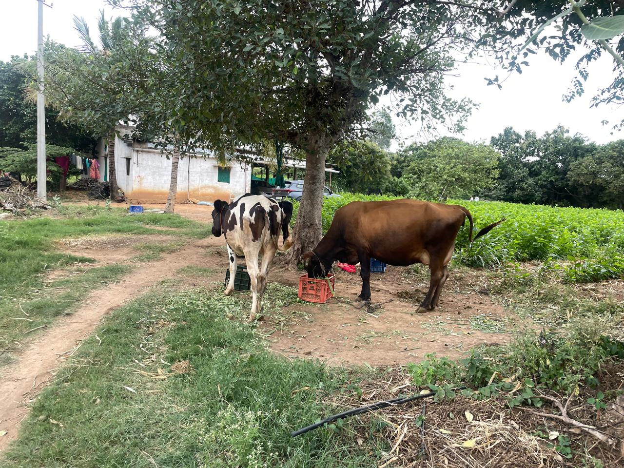 Farmland Bangalore